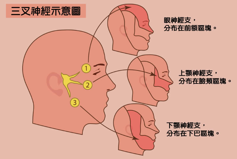 三叉神經痛起來要人命,中醫教你預防與保健-張鎧醫師